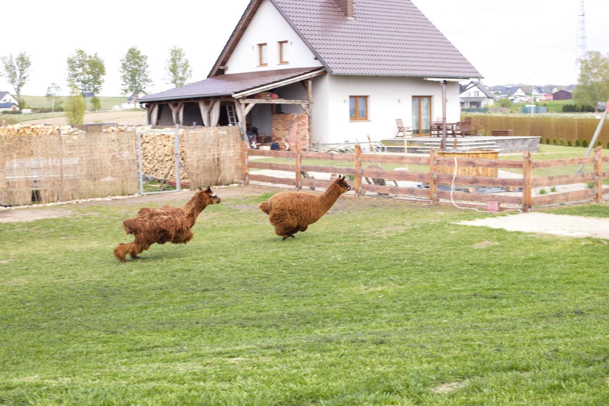 Agroturystyka Kaszuby Villagehome Borzytuchom Exterior foto